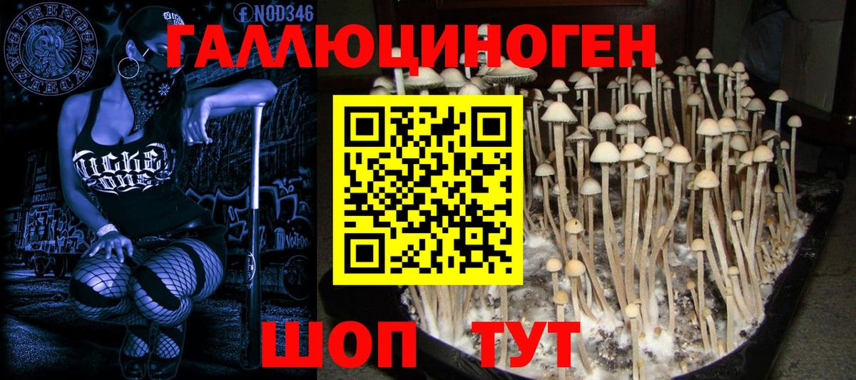 Галлюциногенные грибы Psilocybe Кунгур